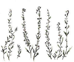  Watercolor illustration of heather with a muted color, black-and-white sketch made by hand. Elegant dried flowers on a white background.