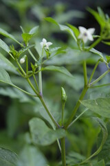 Closeup of green chili plant in the garden.