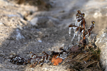 The plants on the shore of the lake covered with ice