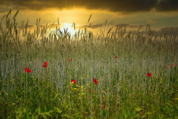 Poppies in a green wheat field. Summer meadow