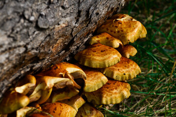 Macro view on Armillaria ostoya mushrooms growing in the wood in forest