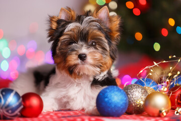 Studio photography of a Biewer Yorkshire Terrier on Christmas decorations