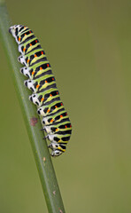 Swallowtail - Papilio machaon larva 