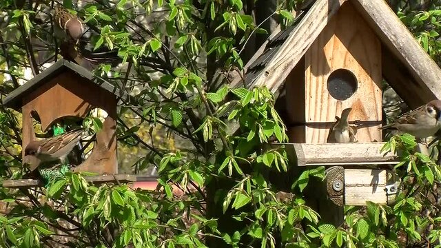 Kleine Rangeleien von Spatzen ums Futter am Vogelh&auml;uschen