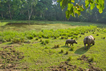 Indian Rhinoceros and calf in chitin Nationalpark, Nepal. 