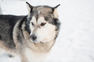 Alaskan malamute in winter forest. close up portrait. side view.
