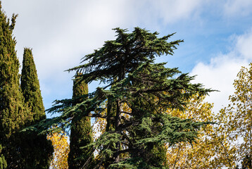 Majestic Himalayan cedar, Cedrus Deodara (Deodar cedar, Himalayan cedar) surrounded by Mediterranean cypress trees against blue sky with white clouds. Himalayan cedars in parks of resort town of Sochi