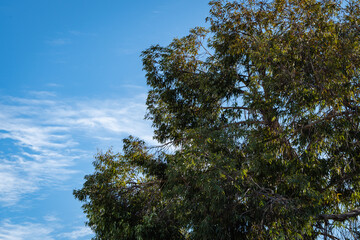 Fragrant emerald green eucalyptus leaves against blue December sky. Eucalyptus on embankment near Sochi commercial sea port. Central part of resort town of Sochi on Black Sea coast.