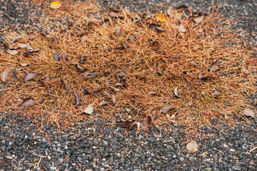 The grass Polygonum aviculare (or Bird Highlander, knotweed, grass-ant, goose grass, bird buckwheat) has grown through  asphalt and granite crumb pavement in  car park. Autumn. Narrow focus, close-up.