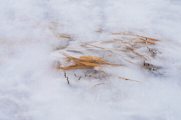Dry grass covered with snow and ice, selective focus. Close-up.