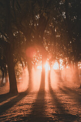 Bosque y niebla puesta de sol.