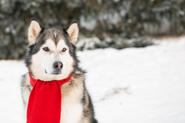 Sitting alaskan malamute in red scarf in winter forest. Close up. 