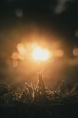 Plantas y puesta de sol.