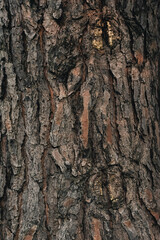 Tronco de arbol marron texturas