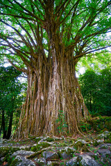 French Polynesia, Marquesas, Nuku Hiva, a big Banyan tree in the virginie forest