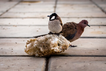 Image of male sparrow on white floor background, Sparrow bird
