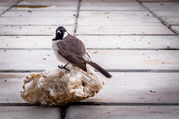 Image of male sparrow on white floor background, Sparrow bird