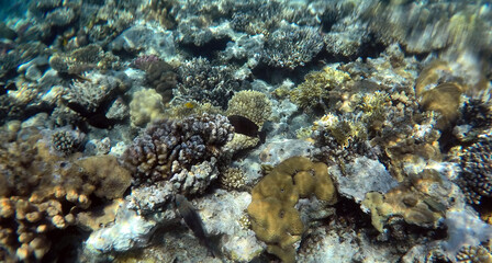 Tropical coral reef. Ecosystem and environment. Egypt. Near Sharm El Sheikh