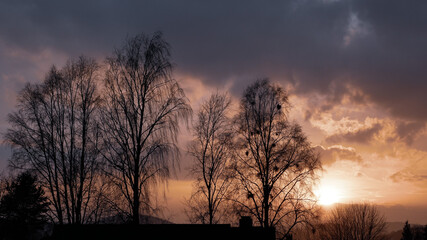 sunset in the forest