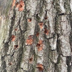 bark of a tree