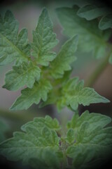 Closeup of tomato leaves in the garden.