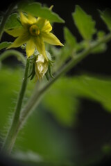Closeup of tomato flower in the garden.