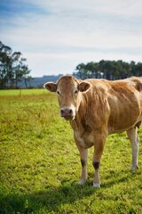 Cow in the green grass