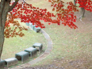 猿投運動公園のモミジの紅葉