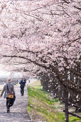 桜舞う日