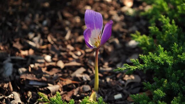 Natural background with crocus flower on the ground background.