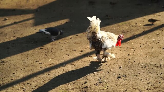 White cock in the poultry house on a sunny day, slow motion