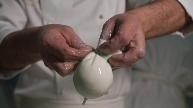 Chef white coat factory, enterprise production cheese, dairy products. Hands takes out mozzarella burrata sourdough which drips drips. Ties thread ribbon tail tip knot white cheese. Italian technology