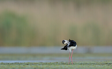 Black-winged Stilt (Himantopus himantopus), Greece