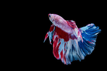 Obraz na płótnie Canvas Rhythmic of betta splendens fighting fish over isolated black background. The moving moment beautiful of white, blue and red siamese betta fish with copy space.