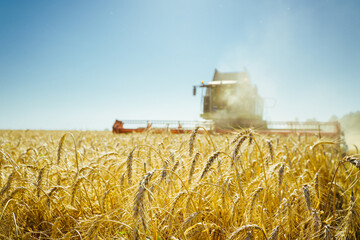Combine harvester harvests ripe wheat. Concept of a rich harvest. Agriculture image