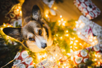 Two welsh corgi pembroke dogs and Christmas presents