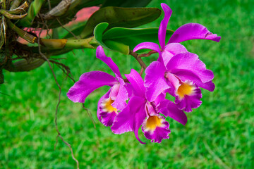 Cattleya gaskelliana is a labiate Cattleya species of orchid. Guarianthe is a colorful purple...
