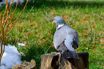 Ringeltauben bei der Futtersuche	