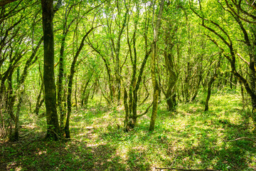 Fototapeta na wymiar Beautiful Forest view in Sataplia nature reserve. Caucasus fauna and flora concept