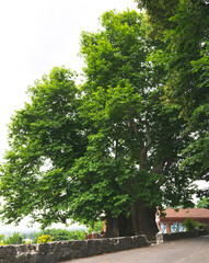 Giant plane 900 years old tree in Telavi with female tourist standing near