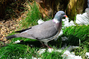 Ringeltauben bei der Futtersuche	