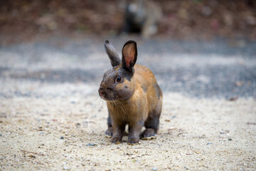 Little European rabbit, on the island of Ohkunoshima in Hiroshima Prefecture. Japan