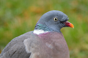 Ringeltauben bei der Futtersuche	