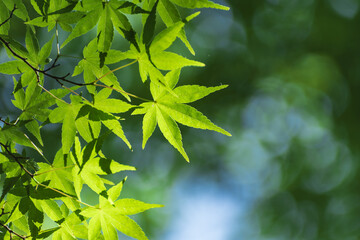 新緑と木漏れ日