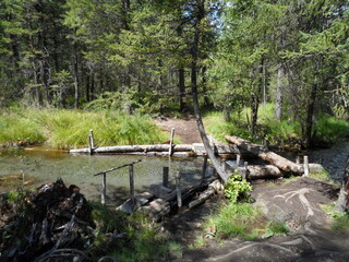 river in the forest
