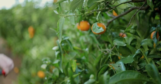A gardener cuts a tangerine from a tree with a pruner. Collect tangerines. Close shot, slow motion 4k