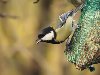 Great tit (Parus major) eating suet from a birdfeeder looking towards the camera