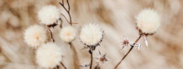 Dry thistle plant growing in the field. Natural floral banner. Selective focus.