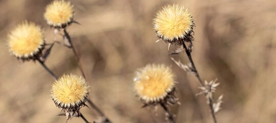 Dry thistle plant growing in the field. Natural floral banner. Selective focus.