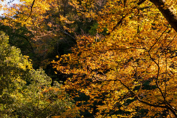 秋の天岩戸神社と岩戸川の爽やかな渓谷